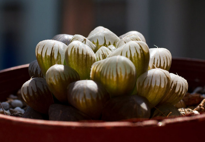 大型玉露能長(zhǎng)多大？大型玉露的養(yǎng)殖方法?大型玉露介紹及圖片?【圖】