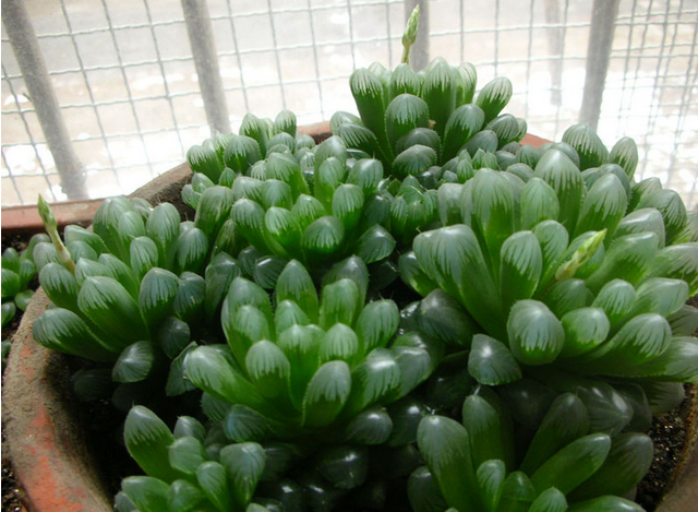 大型玉露能長(zhǎng)多大？大型玉露的養(yǎng)殖方法?大型玉露介紹及圖片?【圖】