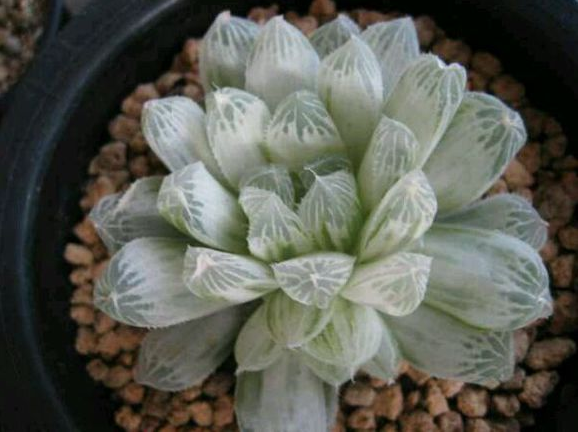 白斑玉露怎么養?白斑玉露的養殖方法?白斑玉露葉子干癟怎么辦？【圖】