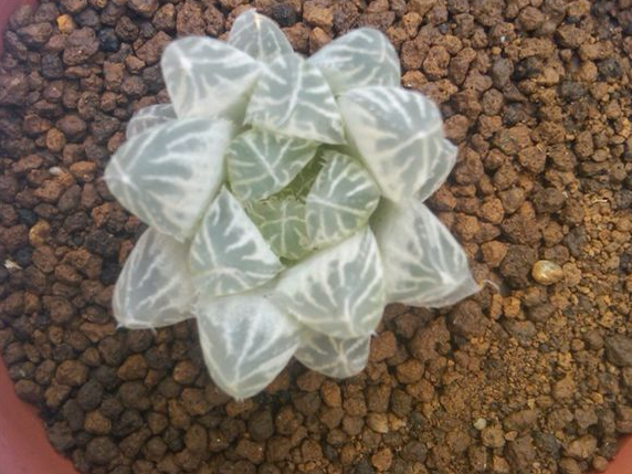 白斑玉露怎么養?白斑玉露的養殖方法?白斑玉露葉子干癟怎么辦？【圖】