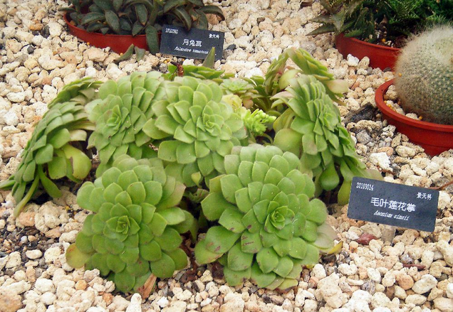 毛葉蓮花掌的養殖方法?毛葉蓮花掌的注意事項?【圖】