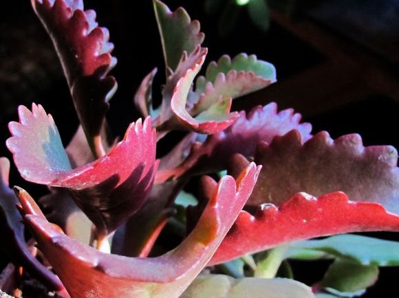 朱蓮多肉圖片及介紹?朱蓮的養(yǎng)殖方法?【圖】