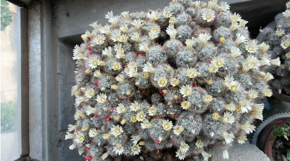 松霞仙人球的養(yǎng)殖方法及注意事項(xiàng)？多肉植物松霞怎么養(yǎng)?【圖】