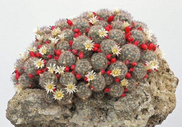 松霞仙人球的養(yǎng)殖方法及注意事項(xiàng)？多肉植物松霞怎么養(yǎng)?【圖】