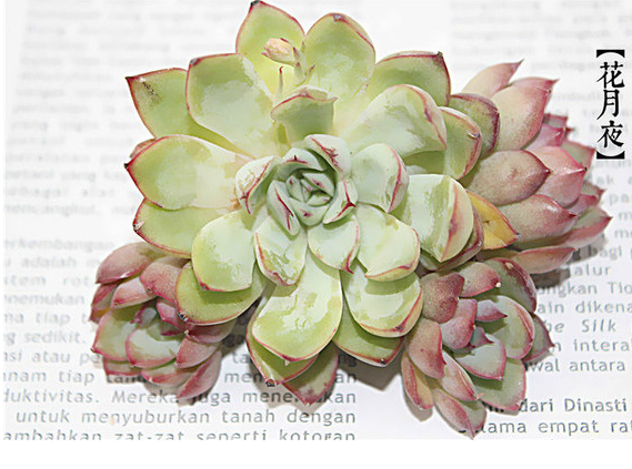 花月夜怎么養？花月夜的養殖方法?【圖】