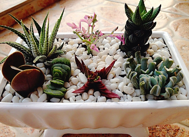 九輪塔圖片及介紹？九輪塔的養(yǎng)殖方法？【圖】