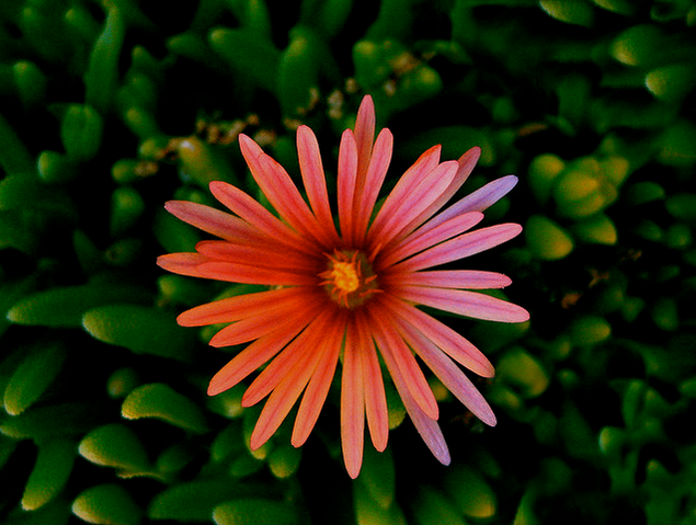 龍須海棠有毒嗎？龍須海棠的養殖方法？【圖】