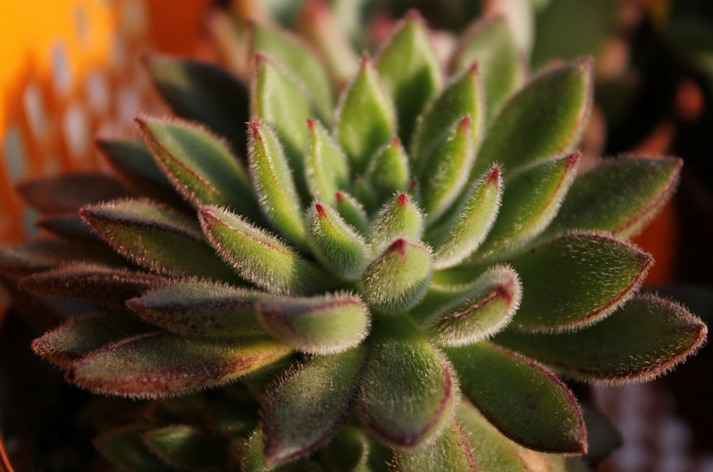 紅輝艷怎么養(yǎng)？紅輝艷的養(yǎng)殖方法和注意事項(xiàng)？【圖】