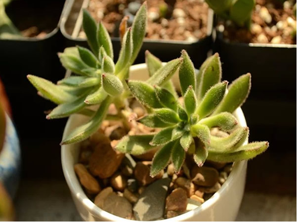 紅輝艷怎么養?紅輝艷的養殖方法和注意事項？【圖】