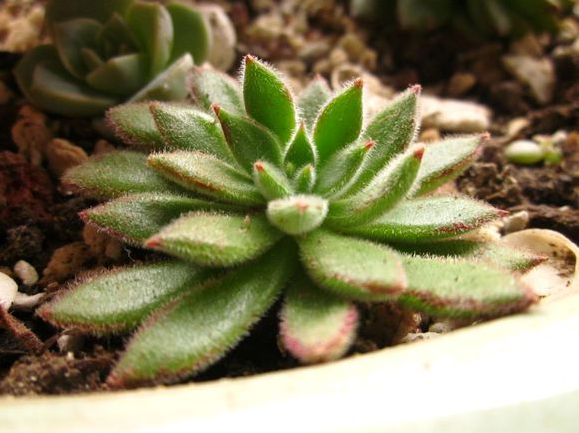 紅輝艷怎么養?紅輝艷的養殖方法和注意事項？【圖】