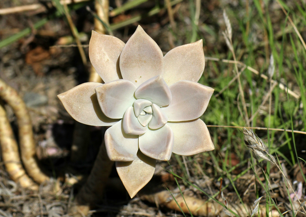 朧月怎么養?朧月的養殖方法？【圖】