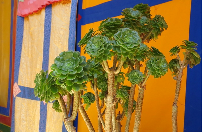 黑法師原始種和變異種的區(qū)分?黑法師原始種的養(yǎng)殖方法？【圖】