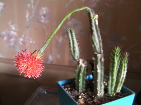 泥鰍掌的養殖方法?泥鰍掌的養護知識？【圖】