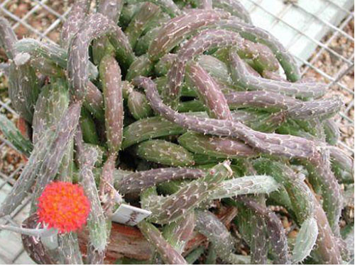 泥鰍掌的養殖方法?泥鰍掌的養護知識？【圖】