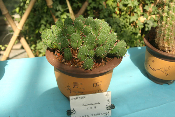 紅彩閣怎么養?紅彩閣圖片及介紹？【圖】