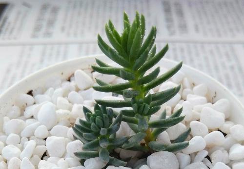 塔松怎么養?塔松圖片【圖】