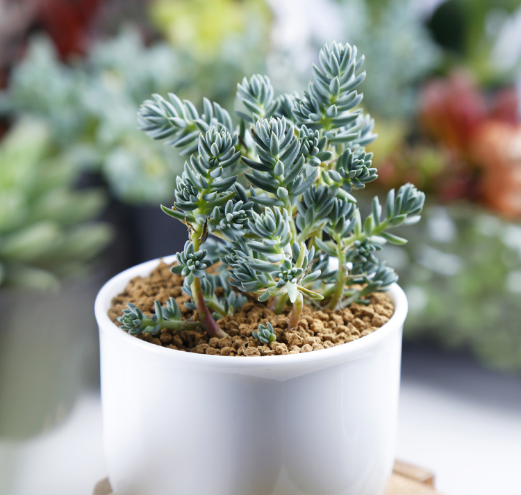 塔松怎么養?塔松圖片【圖】