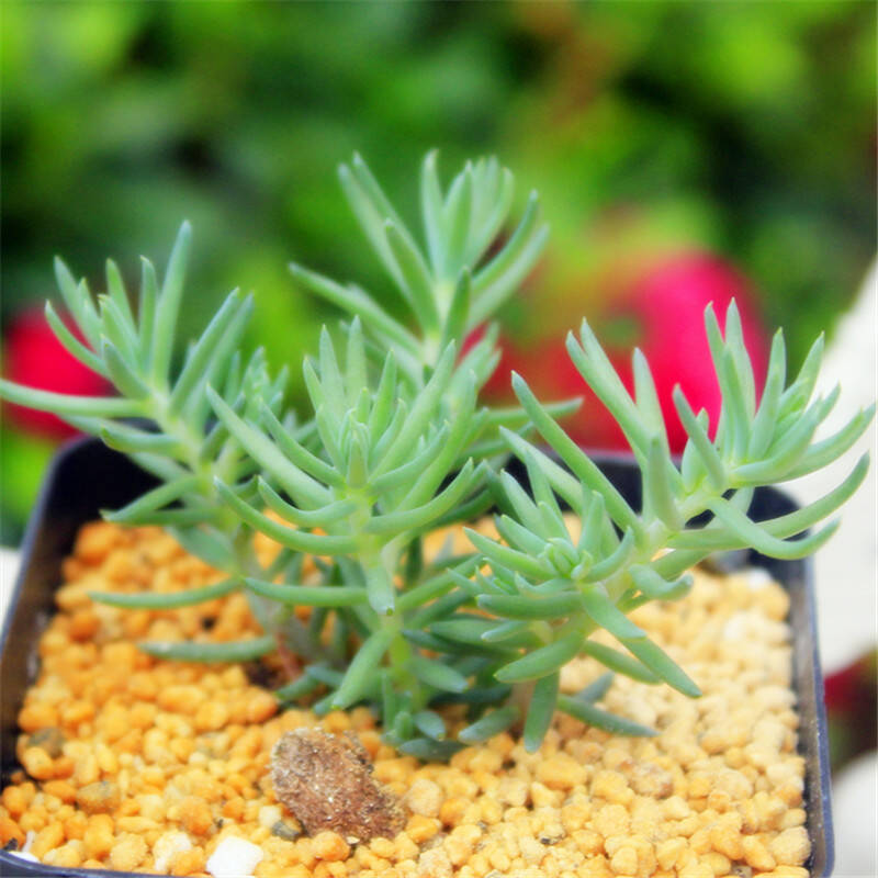 塔松怎么養?塔松圖片【圖】