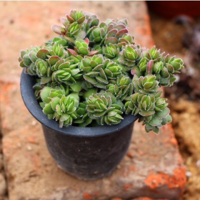 大衛多肉怎么養?大衛的養殖方法?【圖】