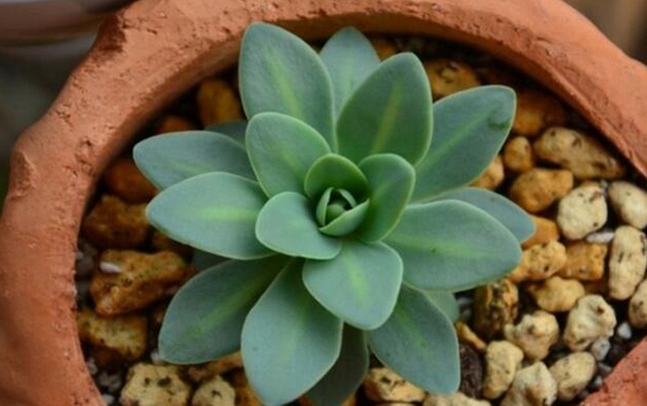 青鳳凰怎么養(yǎng)?青鳳凰的養(yǎng)殖方法?【圖】