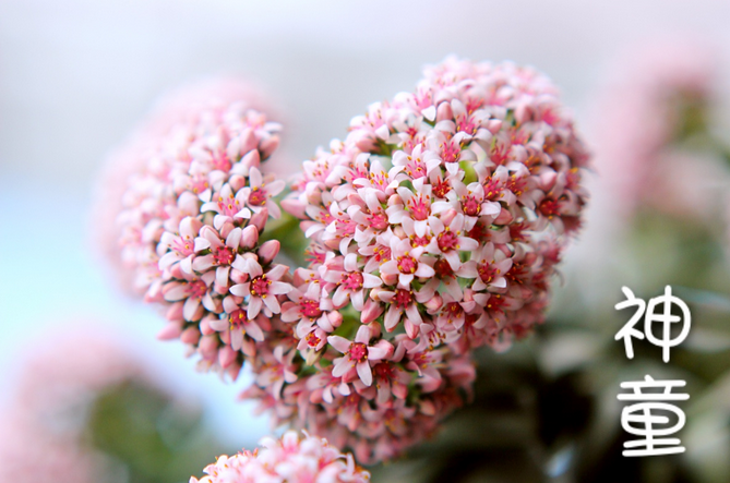 多肉神童怎么養?多肉神童怎么繁殖?【圖】