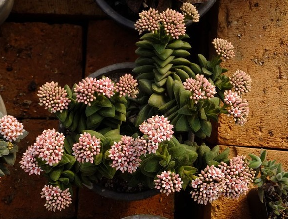 多肉神童怎么養?多肉神童怎么繁殖?【圖】