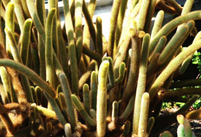 黃金鈕的養殖方法?黃金鈕的養護知識?【圖】