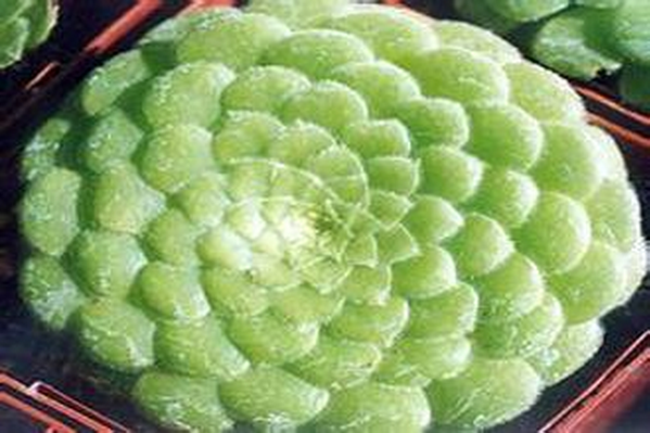 多肉植物明鏡的養(yǎng)殖方法?明鏡綴化?【圖】