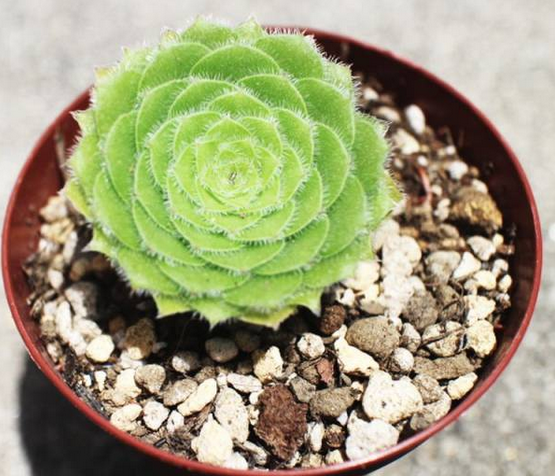 多肉植物明鏡的養(yǎng)殖方法?明鏡綴化?【圖】