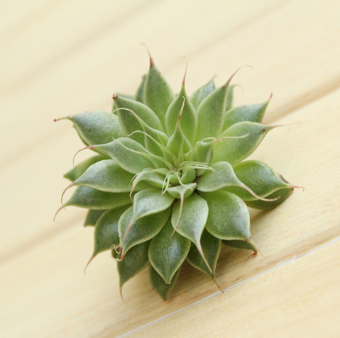 多肉植物銀星怎么種?銀星的養殖方法?銀星圖片【圖】