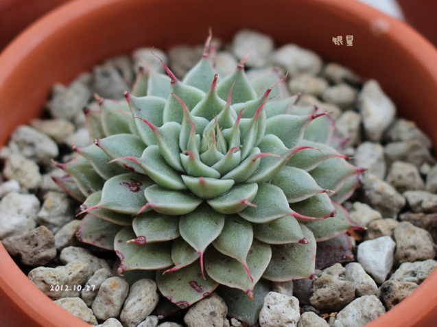 多肉植物銀星怎么種?銀星的養殖方法?銀星圖片【圖】