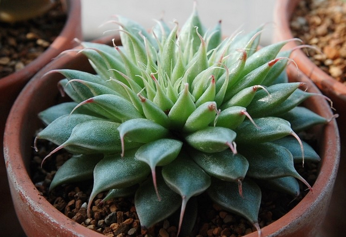 多肉植物銀星怎么種?銀星的養殖方法?銀星圖片【圖】