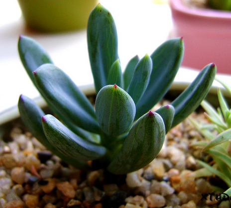 藍松多肉圖片及介紹?藍松的養殖方法?【圖】