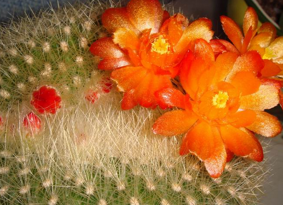 多肉植物瓦松的養護方法?瓦松多肉短枝怎么活?【圖】