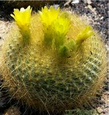 多肉植物瓦松的養護方法?瓦松多肉短枝怎么活?【圖】