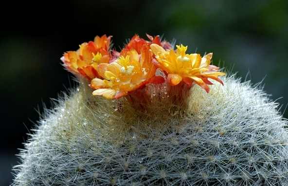 多肉植物瓦松的養護方法?瓦松多肉短枝怎么活?【圖】