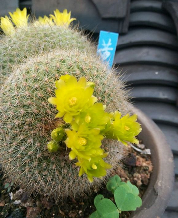 多肉植物瓦松的養護方法?瓦松多肉短枝怎么活?【圖】