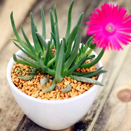 奔龍多肉怎么養(yǎng)?奔龍的介紹及圖片?【圖】