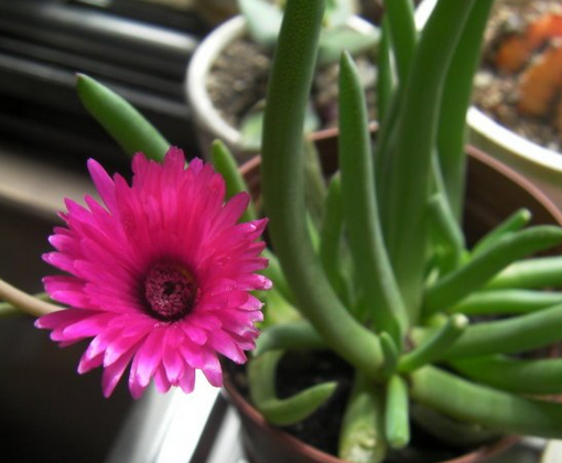 奔龍多肉怎么養(yǎng)?奔龍的介紹及圖片?【圖】