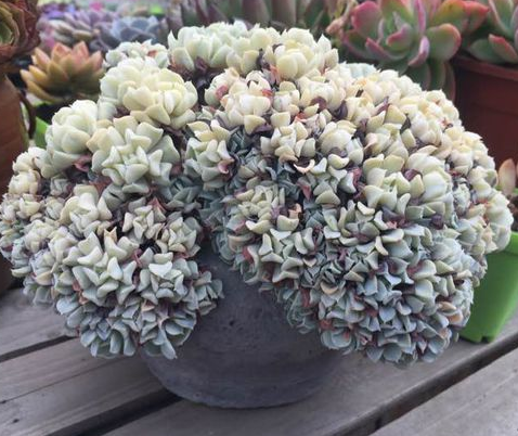 東云綴化怎么養?東云綴化的介紹及圖片?【圖】