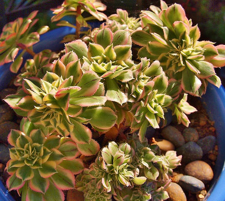 東云綴化怎么養?東云綴化的介紹及圖片?【圖】