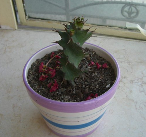 旋風麒麟怎么養?旋風麒麟扦插繁殖?【圖】