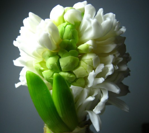 風信子花語是什么?風信子的養(yǎng)殖方法?【圖】