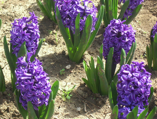 風信子花語是什么?風信子的養(yǎng)殖方法?【圖】