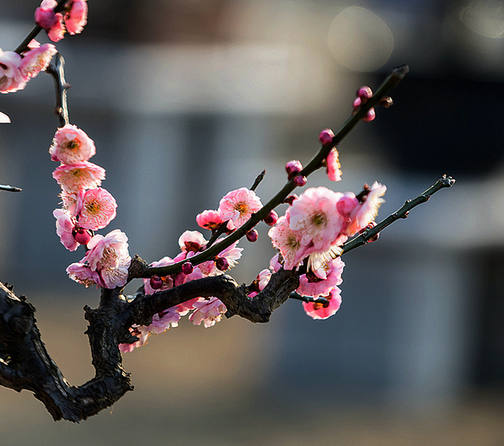 梅花花語是什么?梅花的養殖方法?【圖】