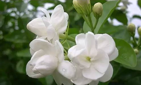 茉莉花的花語是什么?茉莉花的養(yǎng)殖方法?【圖】
