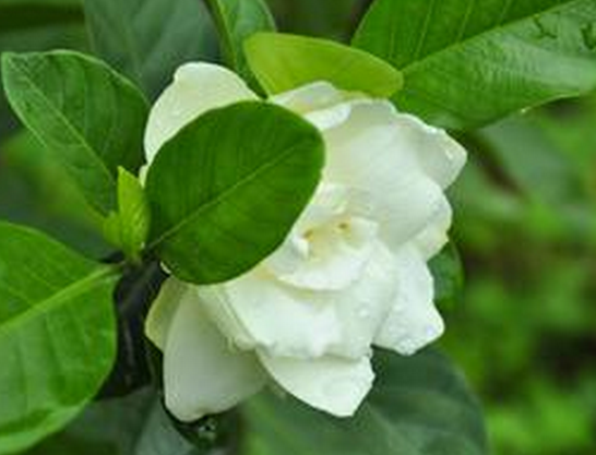 梔子花的花語(yǔ)是什么?梔子花的養(yǎng)殖方法?【圖】