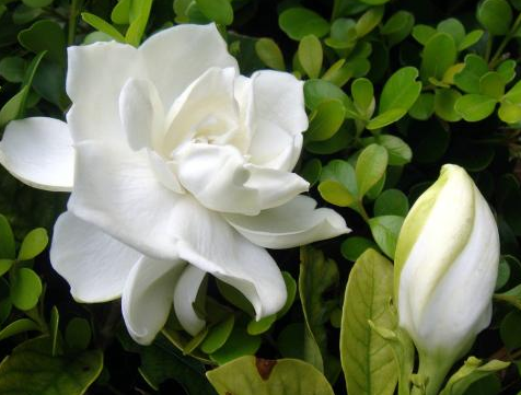 梔子花的花語(yǔ)是什么?梔子花的養(yǎng)殖方法?【圖】