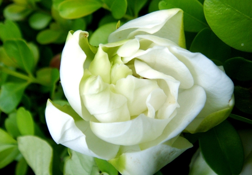 梔子花的花語(yǔ)是什么?梔子花的養(yǎng)殖方法?【圖】