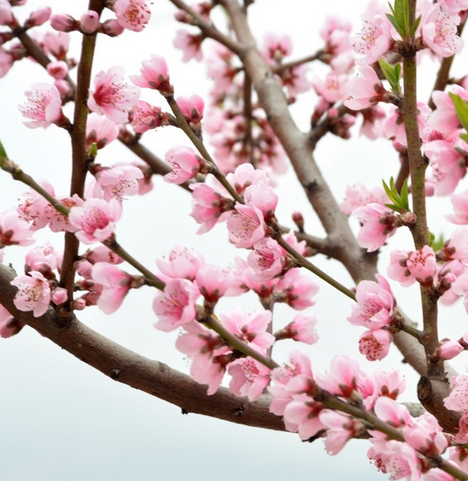 桃花的花語是什么?桃花的養殖方法?【圖】